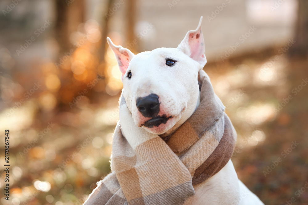 Fototapeta premium Bull Terrier dog looks toward the camera while wearing a cozy striped scarf. Close-up outdoor view highlights the white pet against warm seasonal forest colors.
