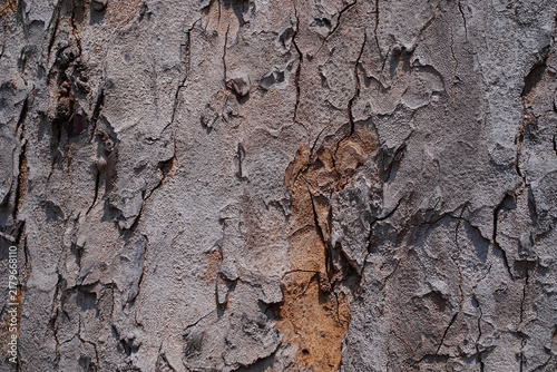Fotografie Close-up of rough, weathered tree bark with deep cracks, peeling layers, and rug