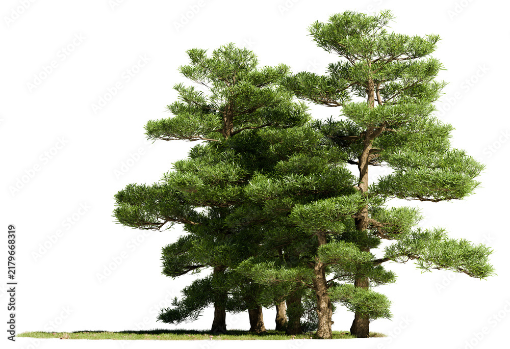 Obraz premium Stand of stylized spreading pine trees on a green turf base, cut out on a transparent background for Japanese garden and architectural landscape design