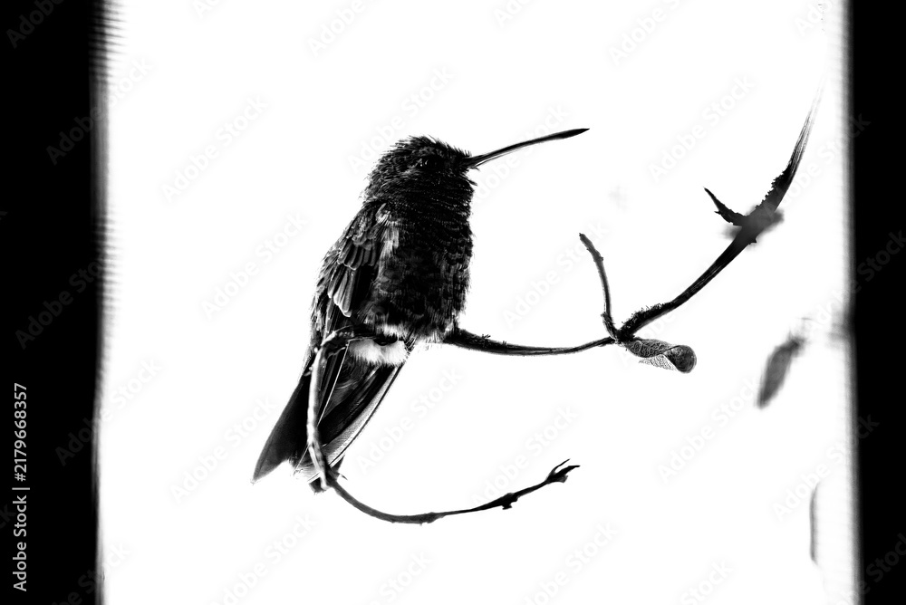 Obraz premium colibrí, ave, pájaro, naturaleza, fauna, vida silvestre, aves silvestres, colibrí en blanco y negro, fotografía en blanco y negro, alto contraste, silueta, plumaje, plumas, pico largo, ave posada, ram