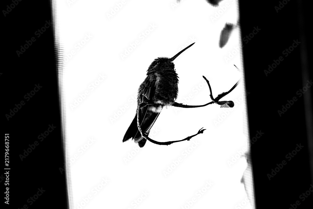 Obraz premium colibrí, ave, pájaro, naturaleza, fauna, vida silvestre, aves silvestres, colibrí en blanco y negro, fotografía en blanco y negro, alto contraste, silueta, plumaje, plumas, pico largo, ave posada, ram