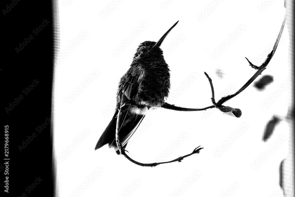 Obraz premium colibrí, ave, pájaro, naturaleza, fauna, vida silvestre, aves silvestres, colibrí en blanco y negro, fotografía en blanco y negro, alto contraste, silueta, plumaje, plumas, pico largo, ave posada, ram