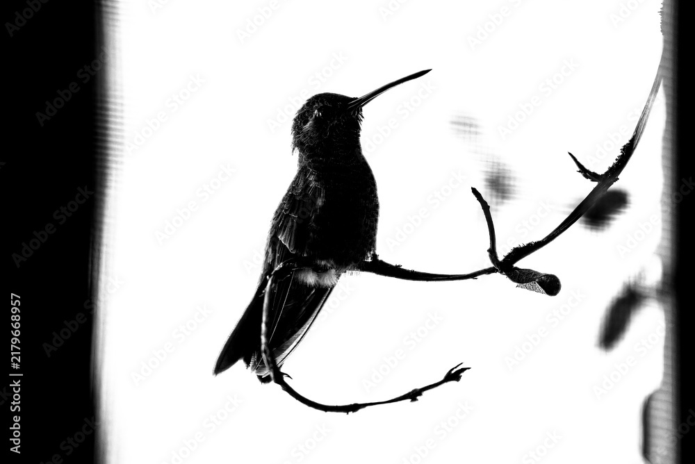 Obraz premium colibrí, ave, pájaro, naturaleza, fauna, vida silvestre, aves silvestres, colibrí en blanco y negro, fotografía en blanco y negro, alto contraste, silueta, plumaje, plumas, pico largo, ave posada, ram