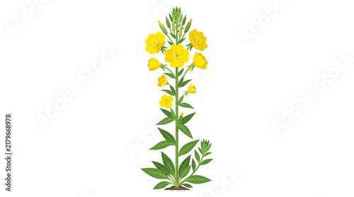Evening Primrose Plant Vector Illustration
