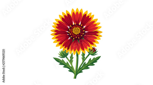 Gaillardia Blanket Flower Vector Illustration
