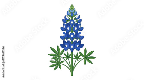 Bluebonnet Flower Vector Illustration