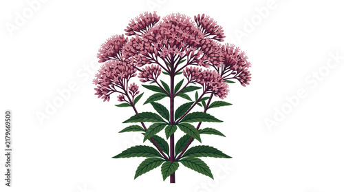 Joe Pye Weed Flower Vector Illustration