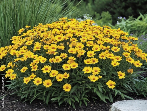 Vibrant yellow flowers in a garden bed