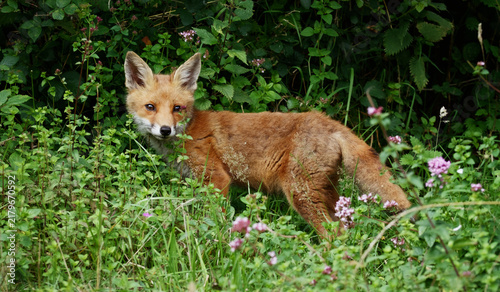 Fotografía Young Fox Cub, Vulpes vulpes Among Flowers On A Field, New Forest, UK