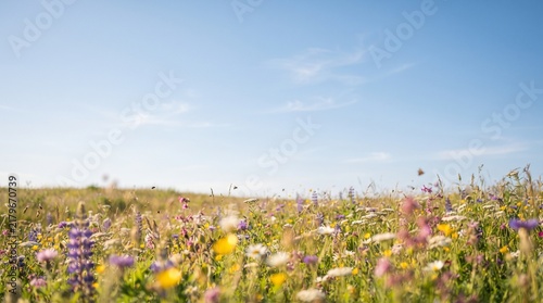 Wildflower meadow field with blue sky, spring summer landscape background texture with copy space for nature banners, posters, wallpapers, and templates