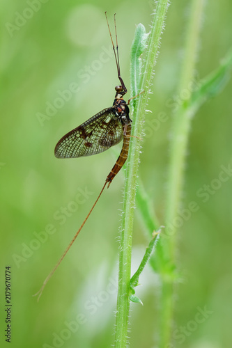 Cuadro en lienzo Macro, Close up Of A Common Mayfly, Ephemera danica, Resting On A Stem, New Fore