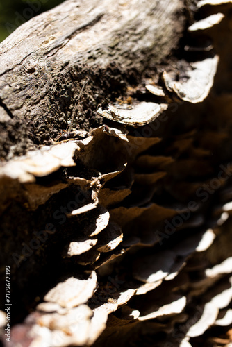 Fotografie Close view of fungi growing on a piece of wood in a forest during daytime