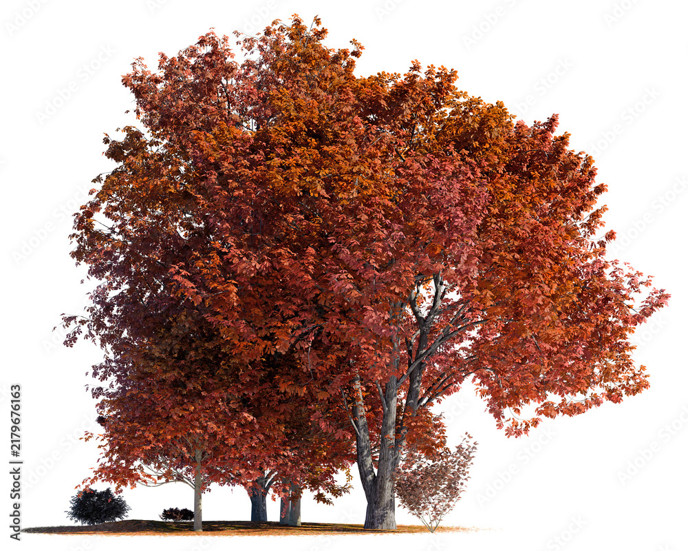 Obraz premium Clustered mature copper-red autumn trees standing on a bed of fallen leaves with accent shrubs, isolated on a transparent background for seasonal landscape design