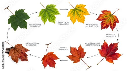 Maple leaf color change and abscission cycle diagram. Botanical process of autumn foliage transformation. Leaves showing chlorophyll breakdown and pigment stages