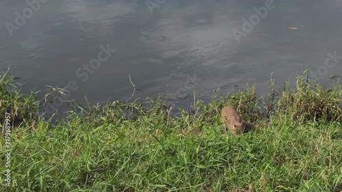 Small Capybara Resting Quietly in Riverside Grass
