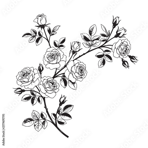 Rose branch illustration with blooming flowers and buds in black and white line art vector for botanical design