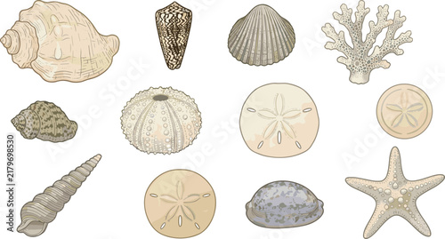 Hand Drawn Marine Shells Starfish Coral and Sand Dollar Coastal Illustration Collection