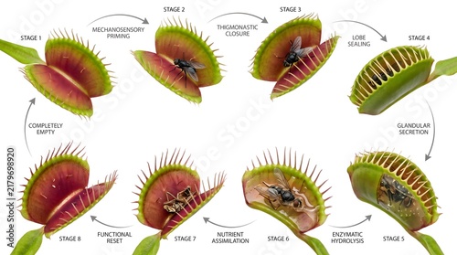 Venus flytrap lifecycle showing carnivorous plant trapping and digesting an insect prey with plant digestion bug trap predatory plant growth stages feeding process leaf snap