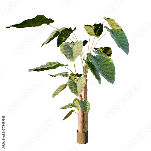Variegated Alocasia plant isolated on transparent background for interior design decor.