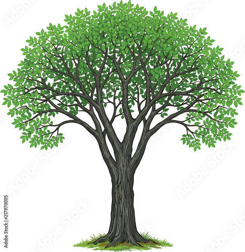 Deciduous tree with lush green leaves vector graphic illustration summer tree leafy tree