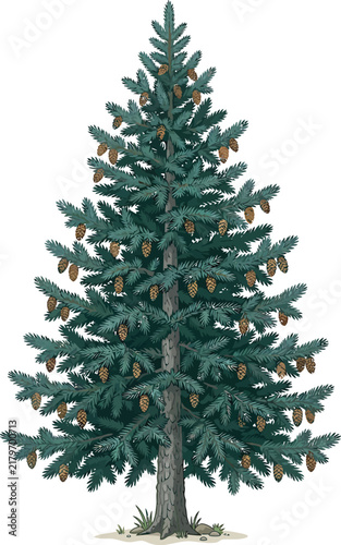 Detailed vector illustration of an evergreen pine tree with pinecones on white background