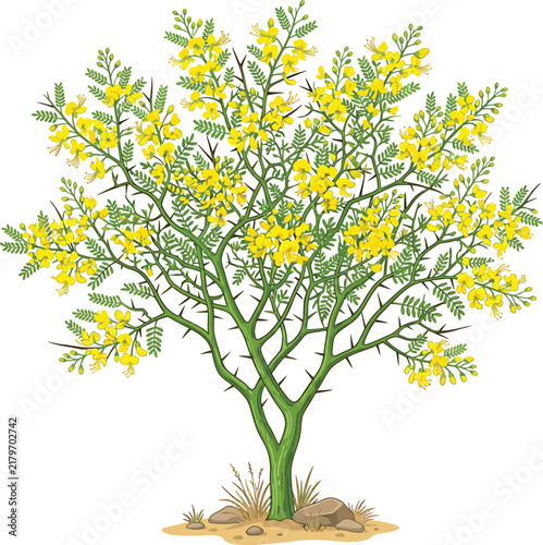 Detailed vector illustration of a flowering acacia tree with bright yellow blossoms