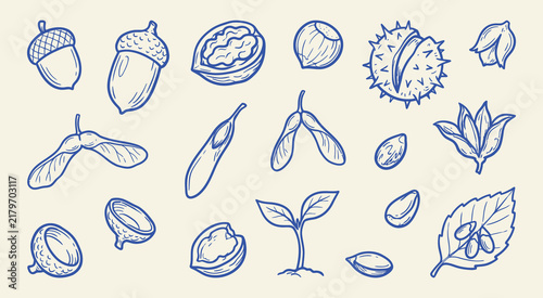 Quadro su tela Doodle hand drawn forest nuts and seeds set collection of acorns, chestnuts, map