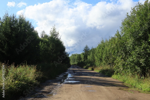 A dirt road in a summer forest after rain on a sunny day