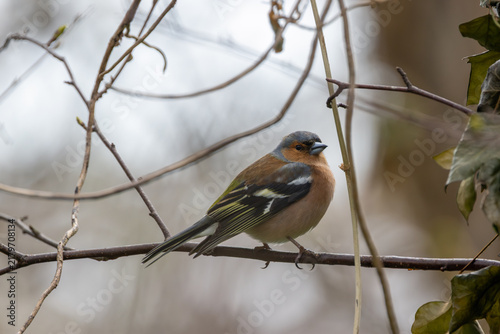Fotografie Male Chaffinch Perched Near Ivy