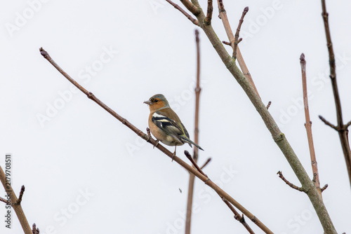Photography Male Chaffinch on Bare Twigs
