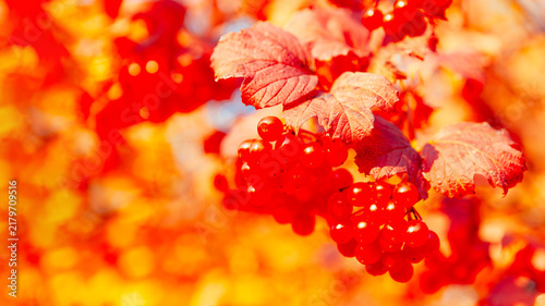 Fotografía Small cluster of red viburnum berries hangs among soft pink leaves