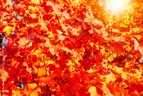 Fotografía Deep red viburnum leaves and berries in warm autumn light, vibrant fall foliage