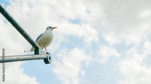 Quadro su tela Black-headed gull perched against a cloudy sky London 2