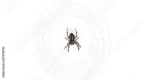 Cross spider sitting in the center of a delicate white silk web against white background
