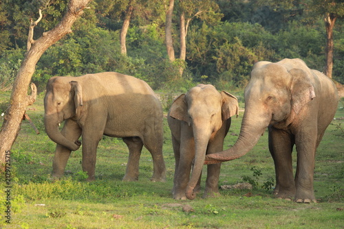 Принти на полотні Elephant family interacts gently by touching trunks in a sunlit jungle meadow