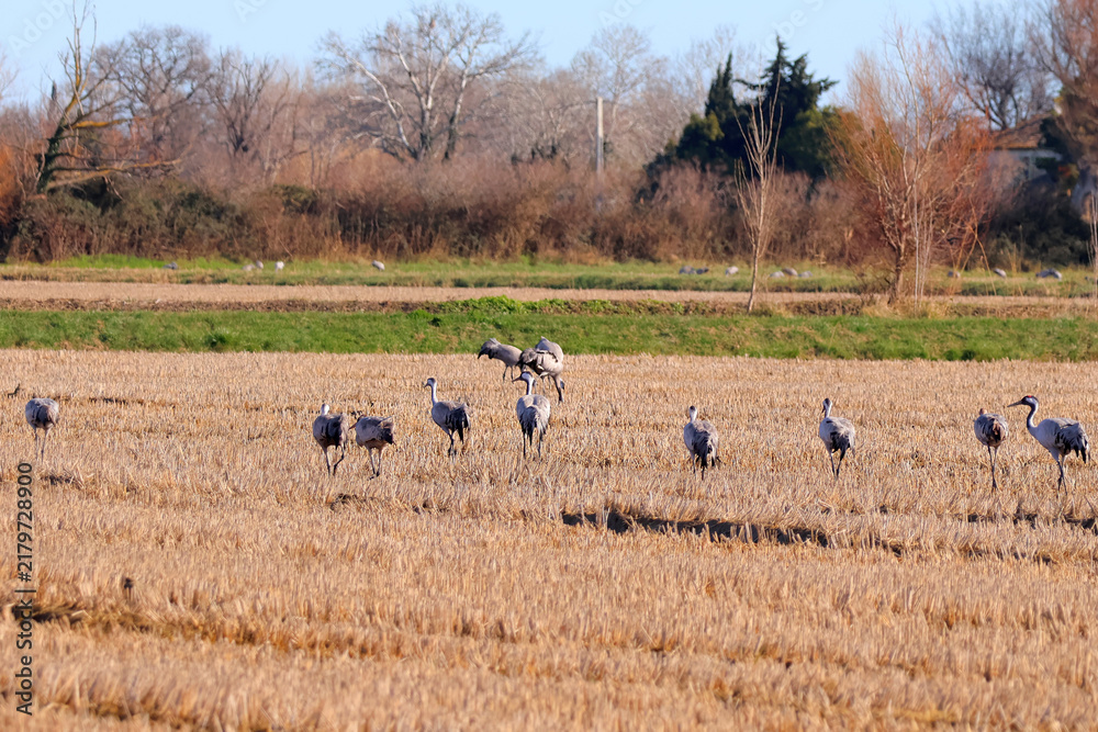 Obraz premium Quelques grues à l arrêt au cours de leur migration