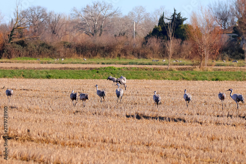 Quelques grues à l arrêt au cours de leur migration