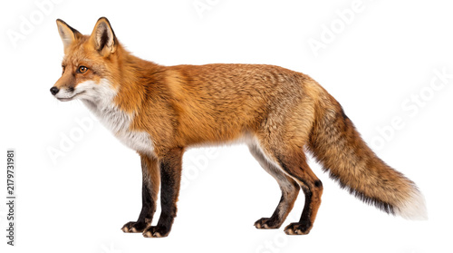 Obraz na plátně Red fox standing profile view animal png on isolated transparent background