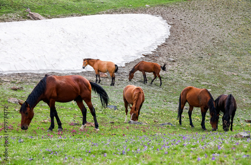 Cuadro en lienzo Scenic view of the Caucasus mountains white horses grazing in mountain meadows,