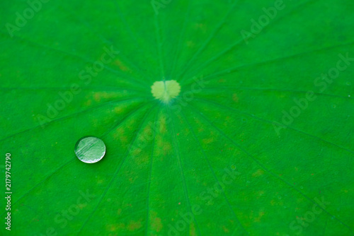 Foto Close-up of a single perfectly round transparent water droplet resting on a vivi