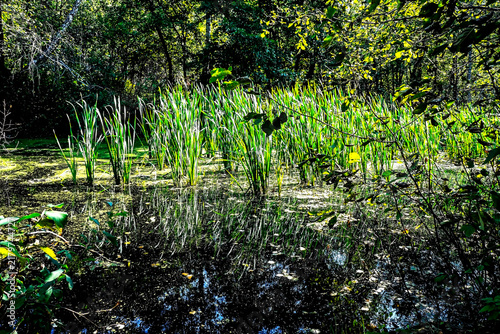 Canvastavla green reeds in the swamp