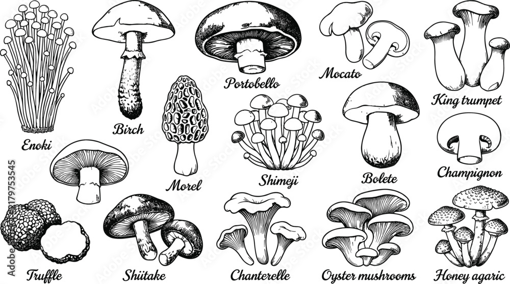 Obraz premium Edible mushroom varieties hand drawn line art set including enoki portobello shiitake truffle chanterelle oyster species vector