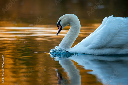 Obraz na plátně Cisne