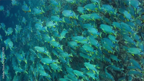 High angle telephoto underwater shot of dense spawning aggregation of Blue-lined Seabream on a deep reef in Peleliu, Palau