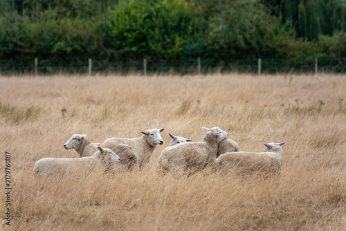 Obraz na plátně herd of sheep in Harnham Water Meadows Salisbury Wiltshire England
