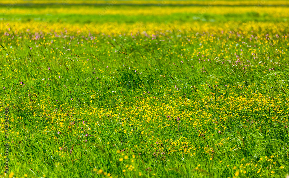 Obraz premium Green Spring summer background- blooming field