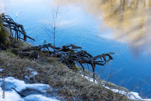 Принти на полотні Icy riverbank with tangled roots