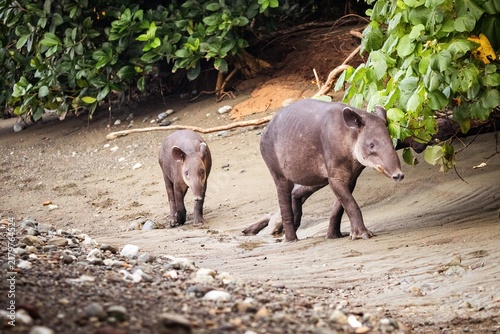 Canvastavla Tapir