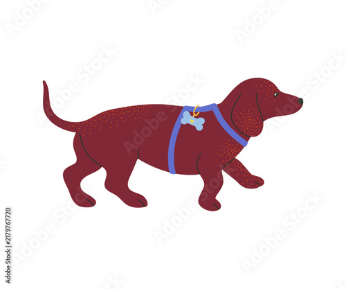 An illustration of a cute brown Dachshund dog. It is a medium-sized dog and a family pet.