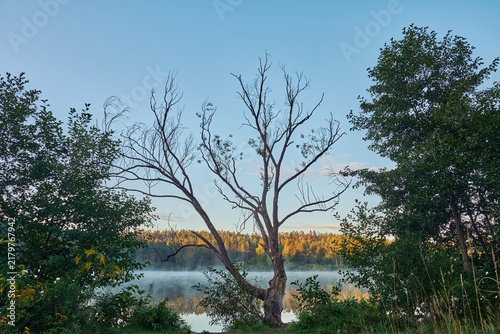 Fotografie Dry bare tree branchy silhouette on misty lake shore at sunrise